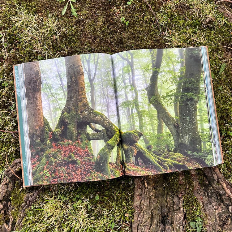 THE WOODS: Einzigartiger Kosmos - Ewiger Kreislauf - Bildband mit Cover in Holzoptik